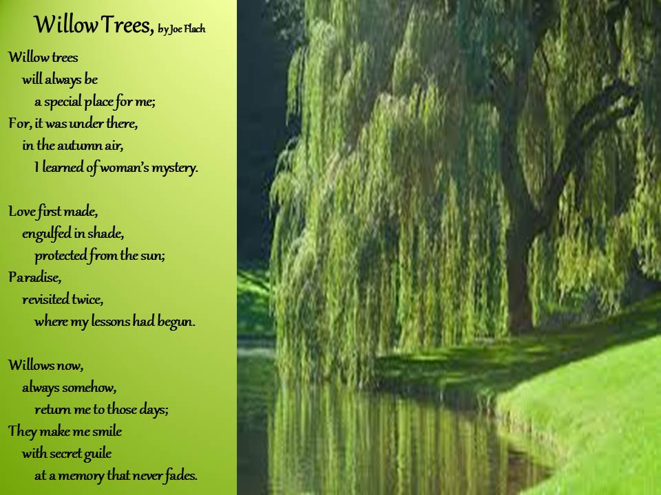 Tree lyrics. Willow poems. Willow Tree песня обложка.